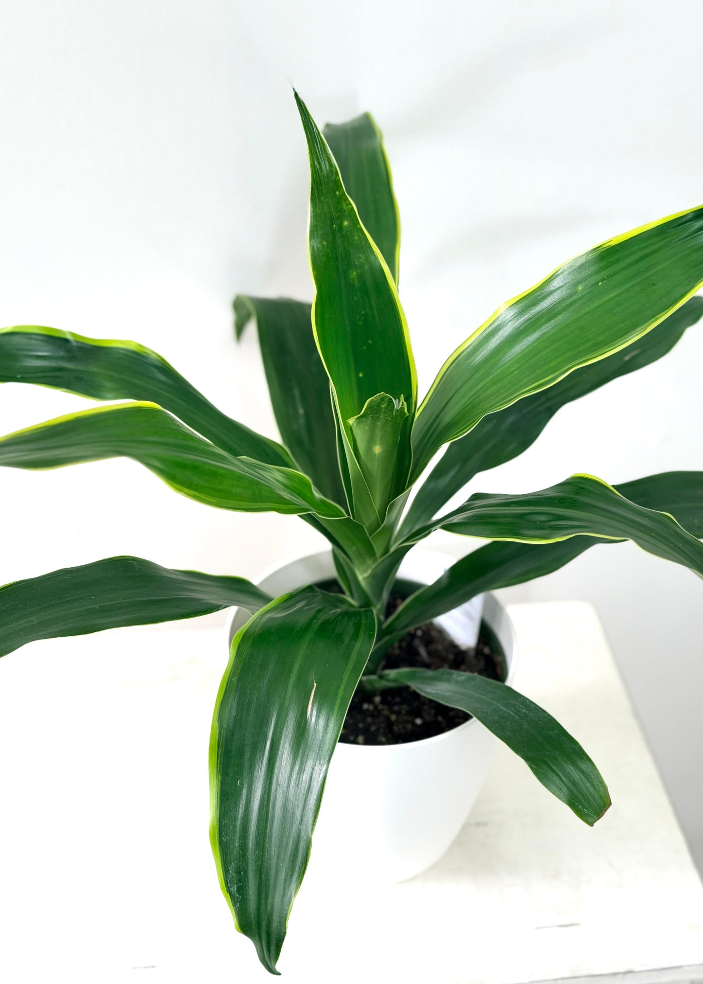 Dracaena