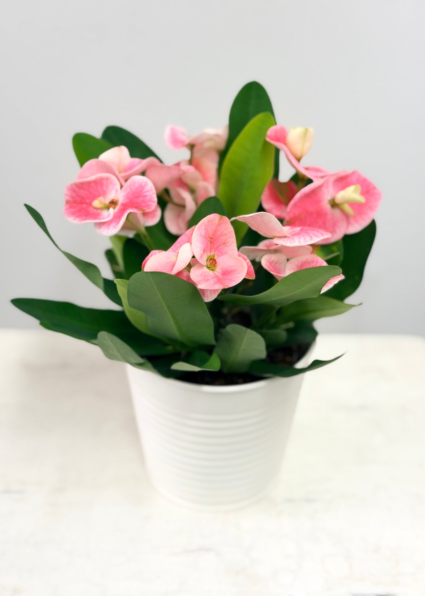 Euphorbia Milii