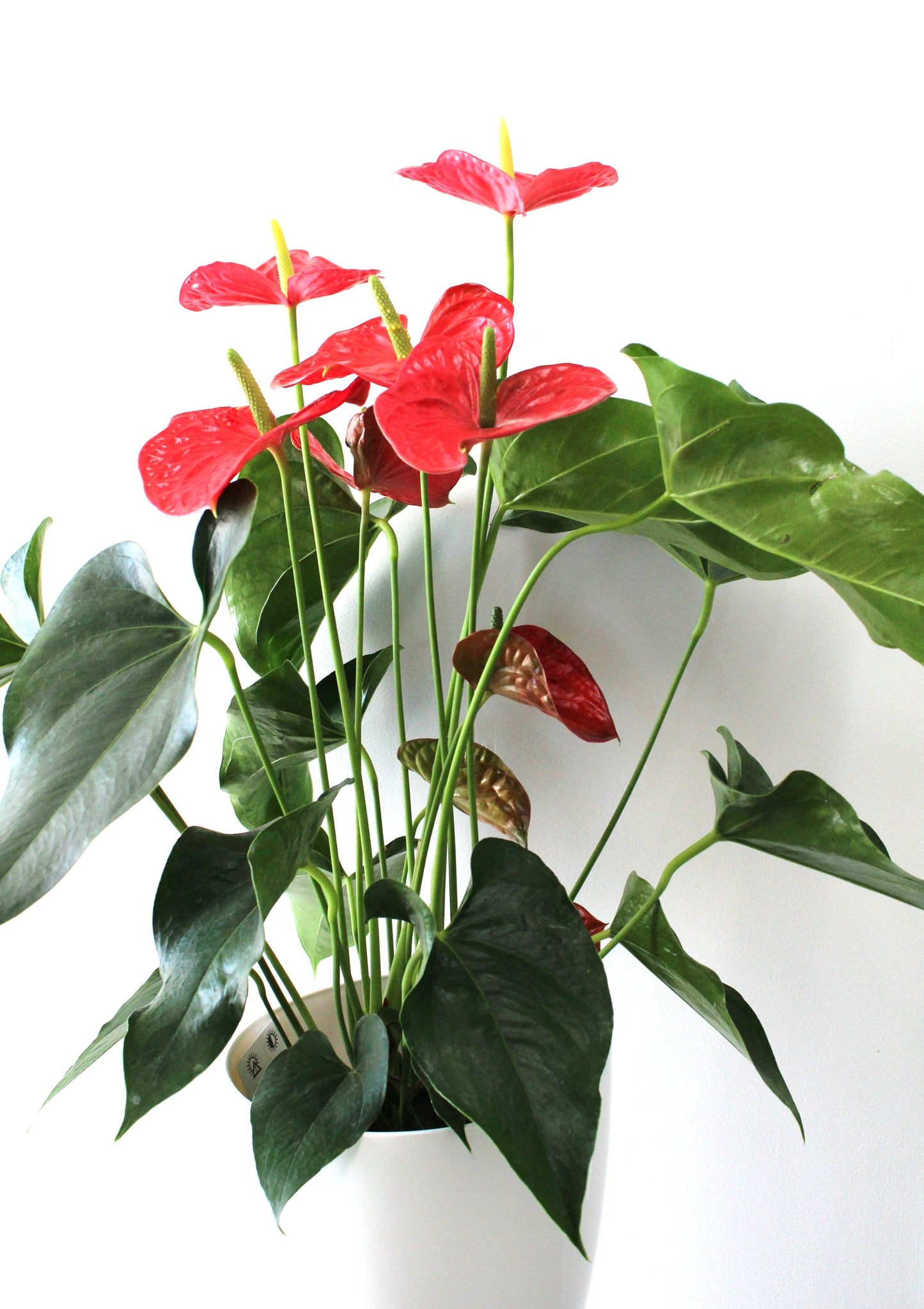Anthurium 8 po