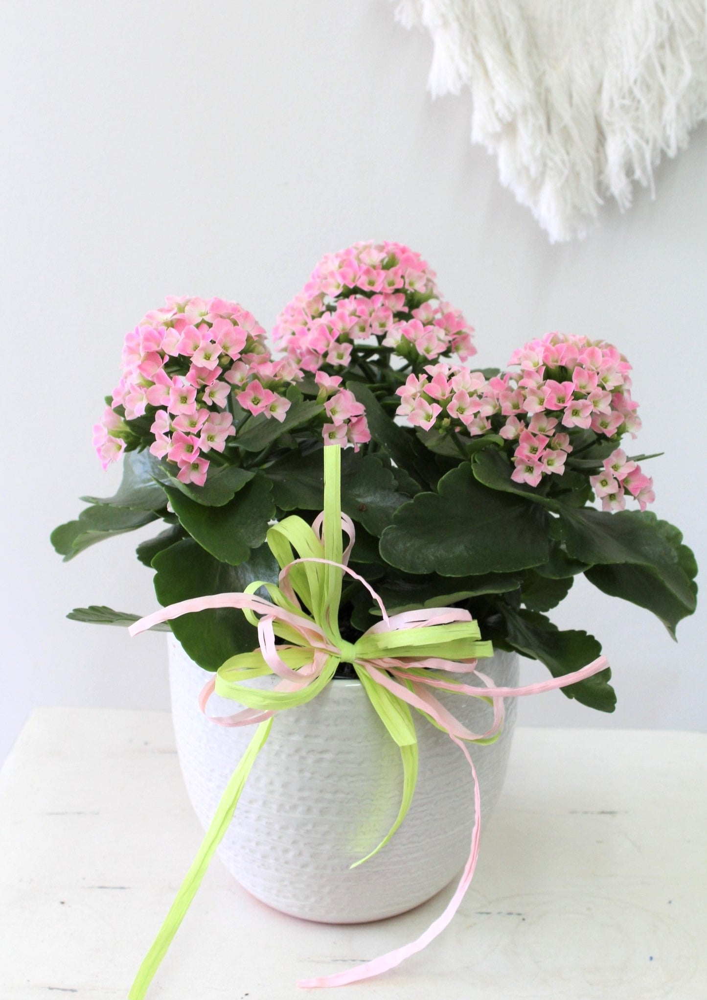 Kalanchoe