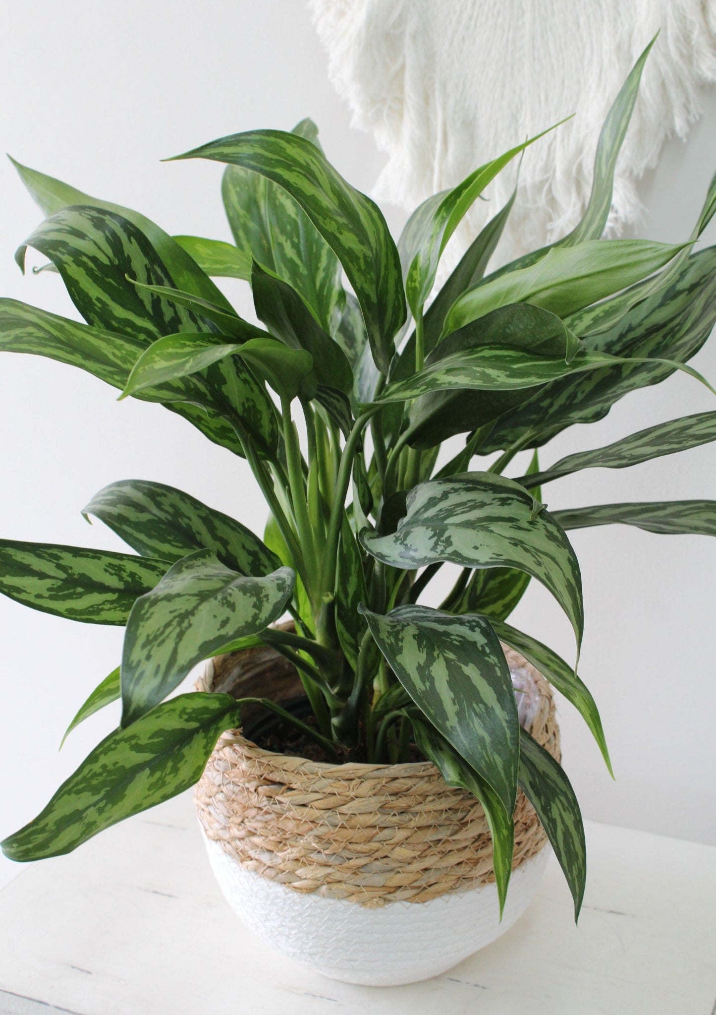 Aglaonema