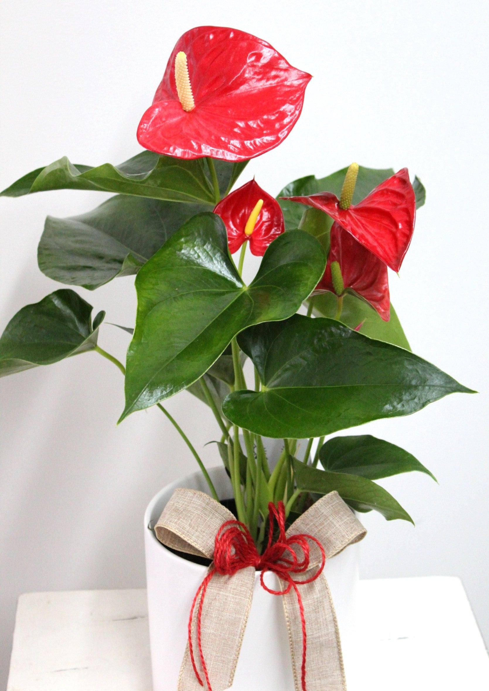 anthurium prix de vente Anthurium