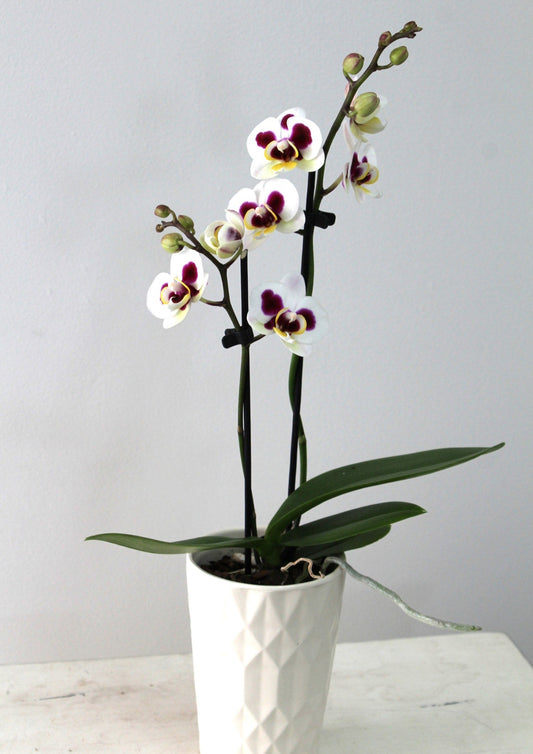 Orchidée miniature