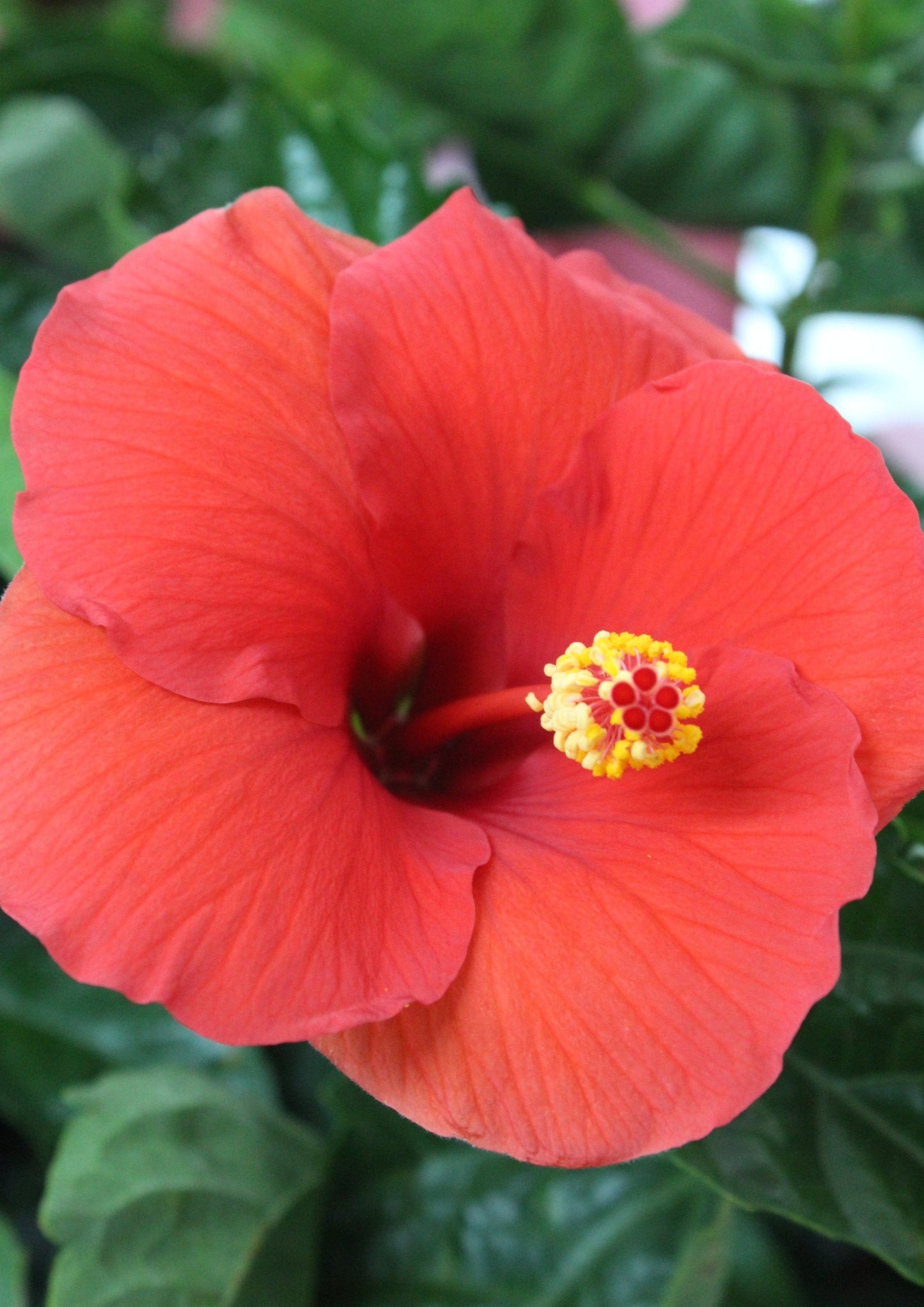 Hibiscus 8 pouce