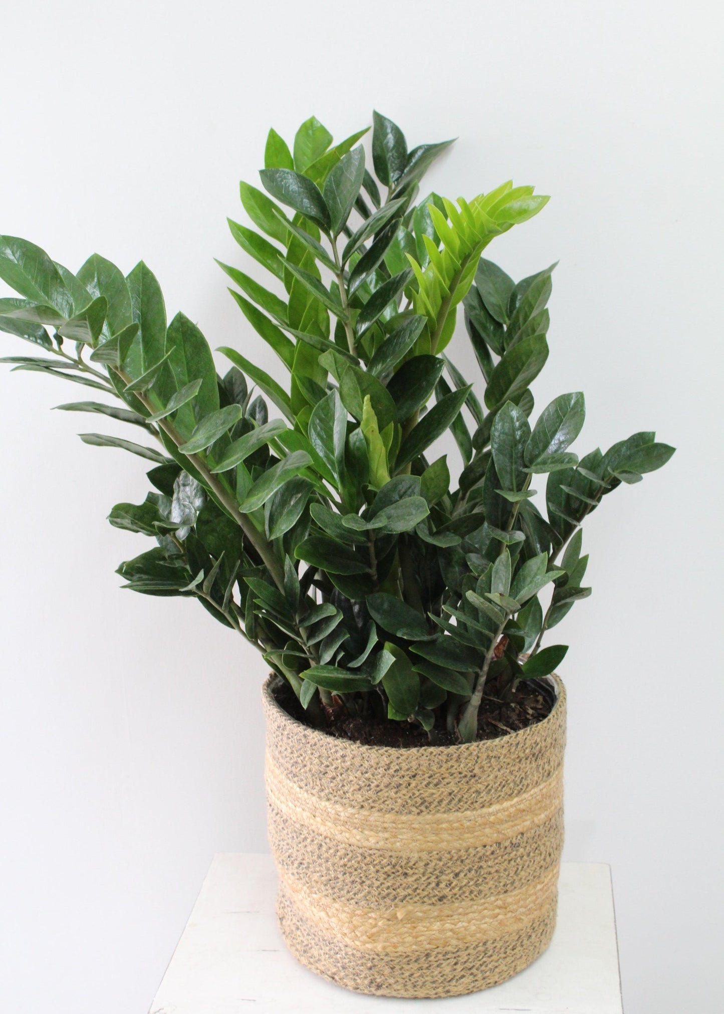 Zamioculcas