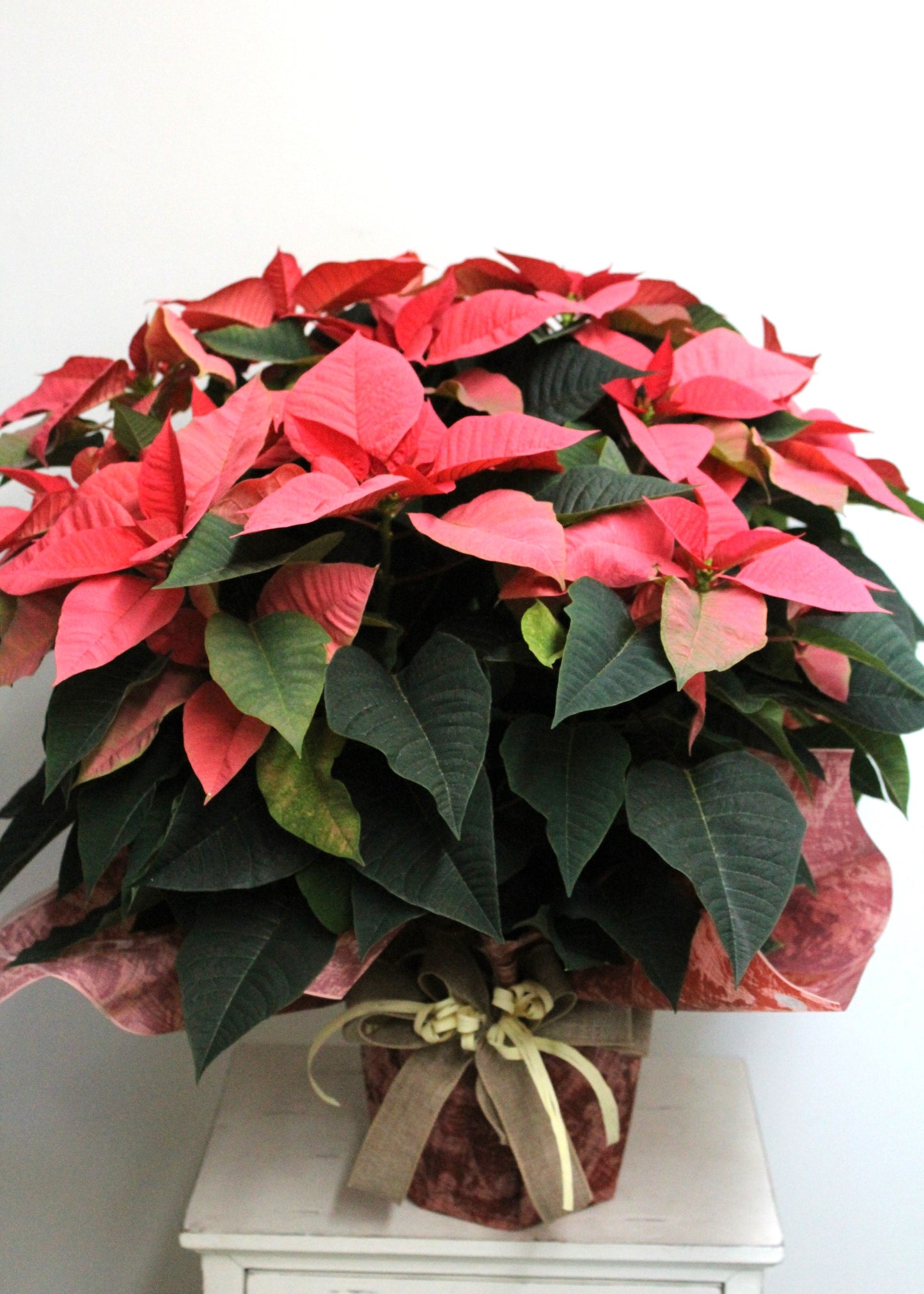 Poinsettia rouge