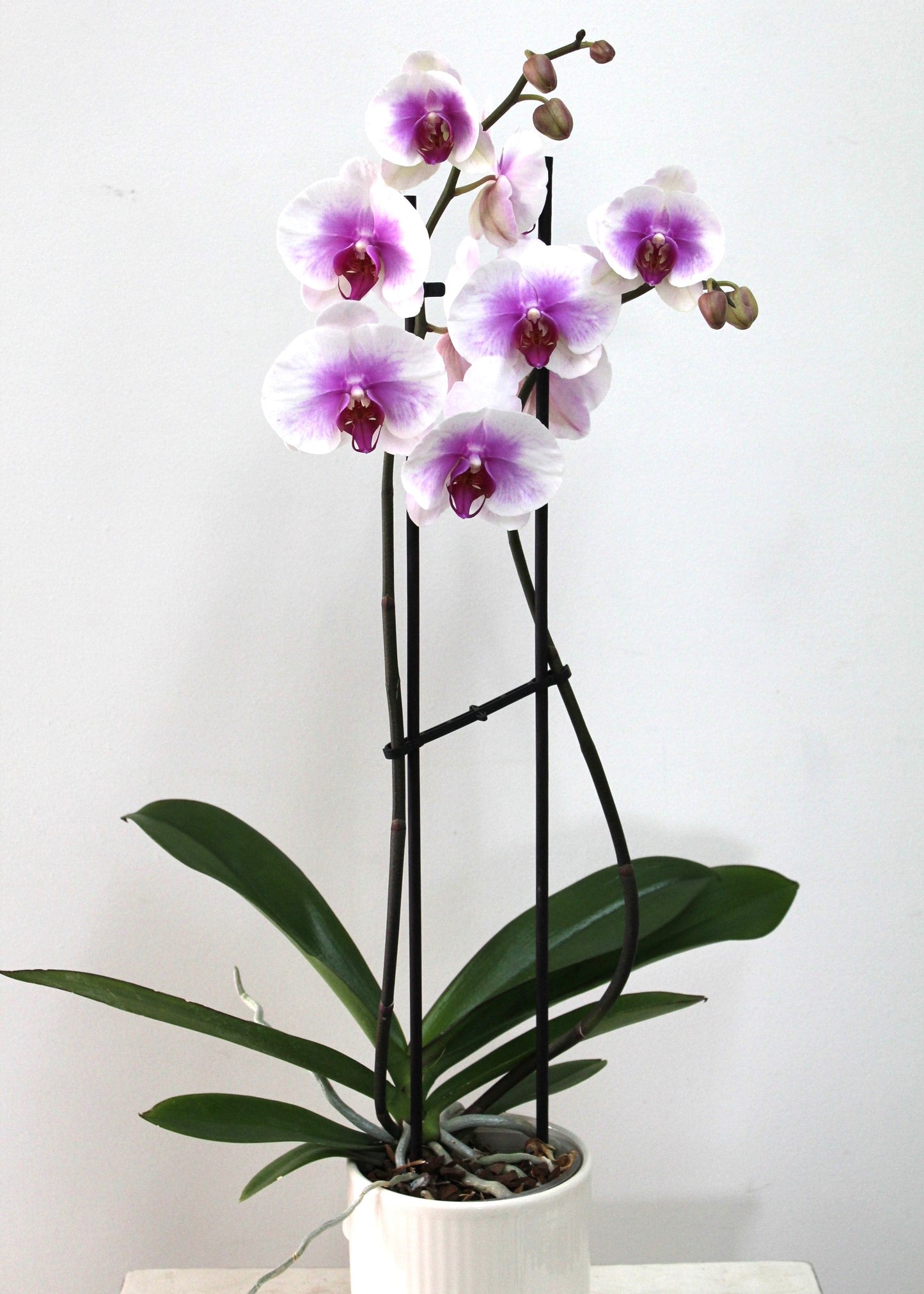 Orchidée
