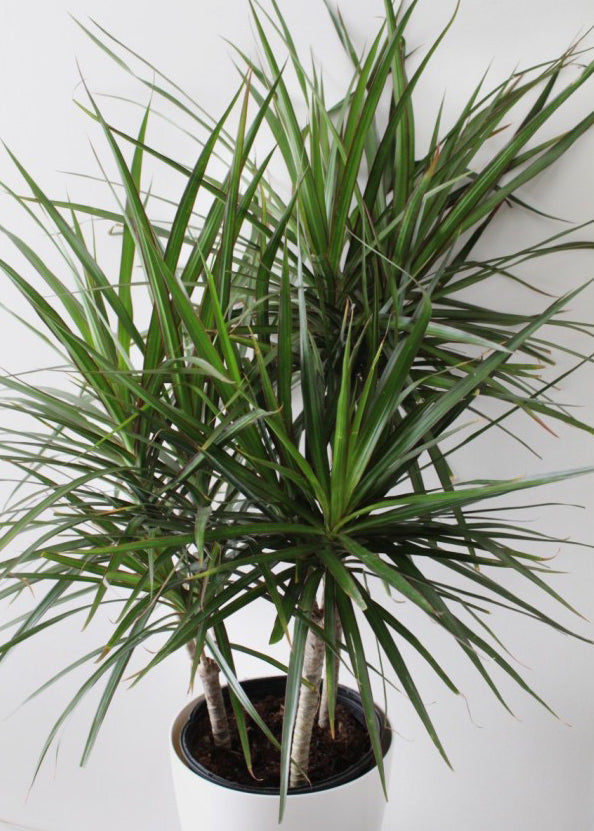 Dracaena Marginata