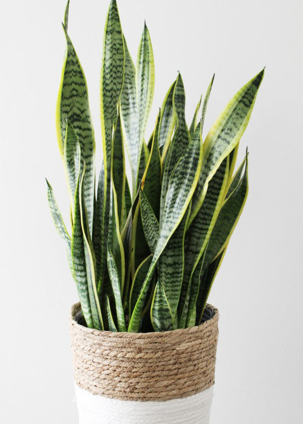 Sansevieria 10 po