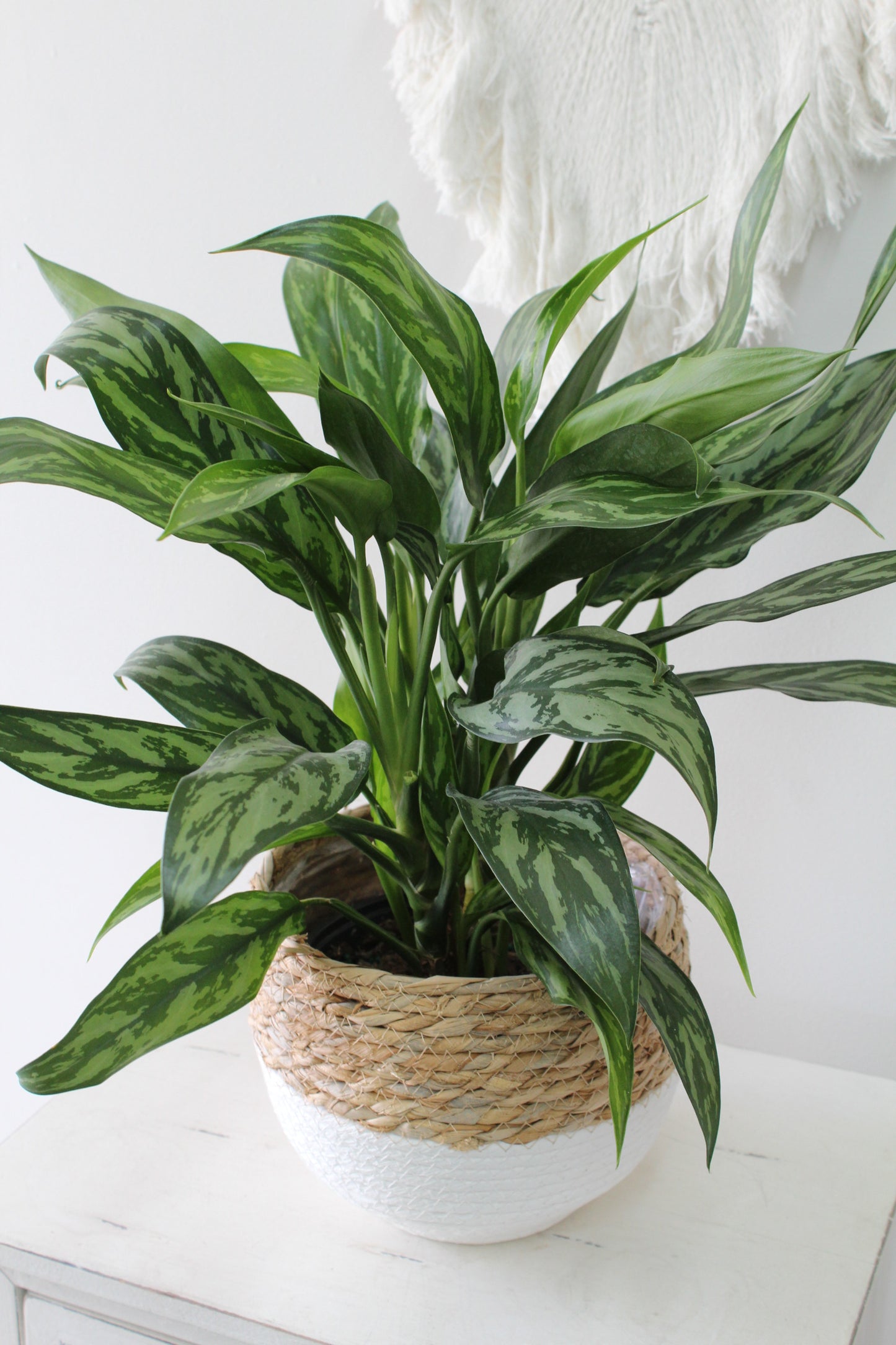 Aglaonema