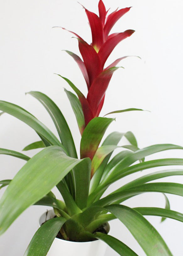 Guzmania