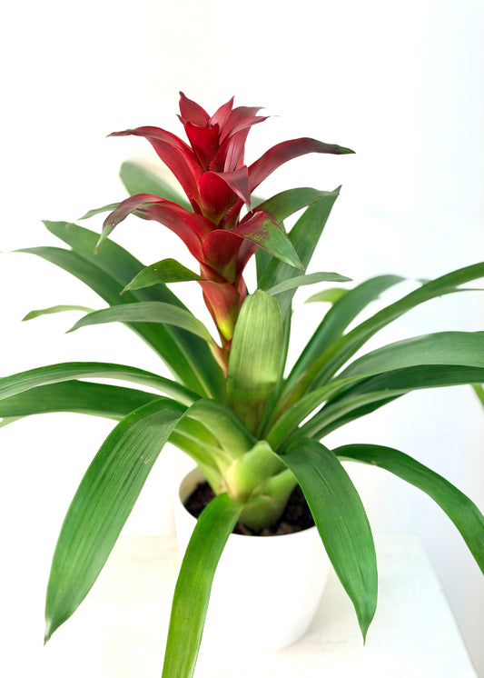 Guzmania