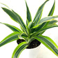 Dracaena