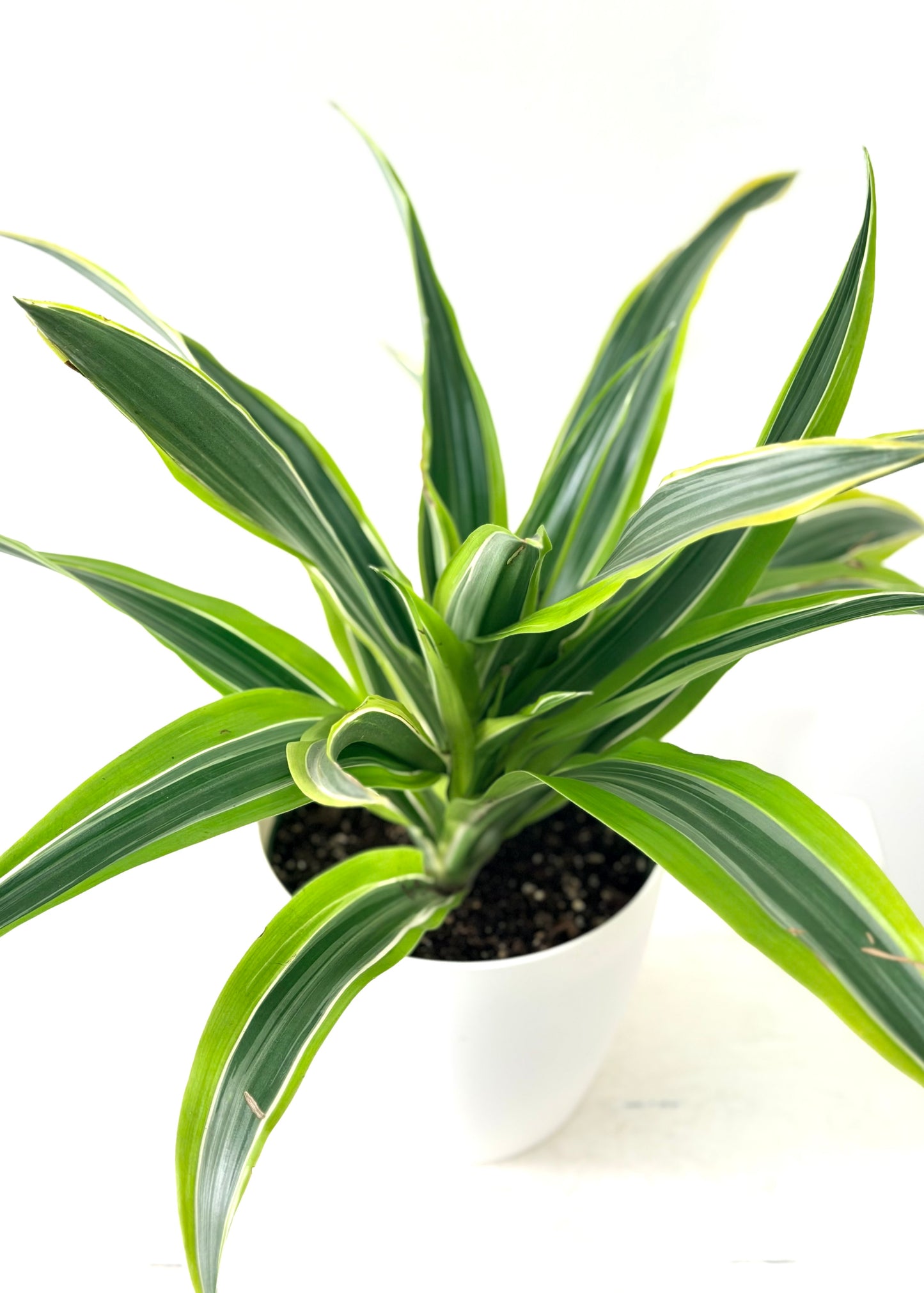 Dracaena