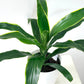 Dracaena