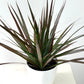 Dracaena