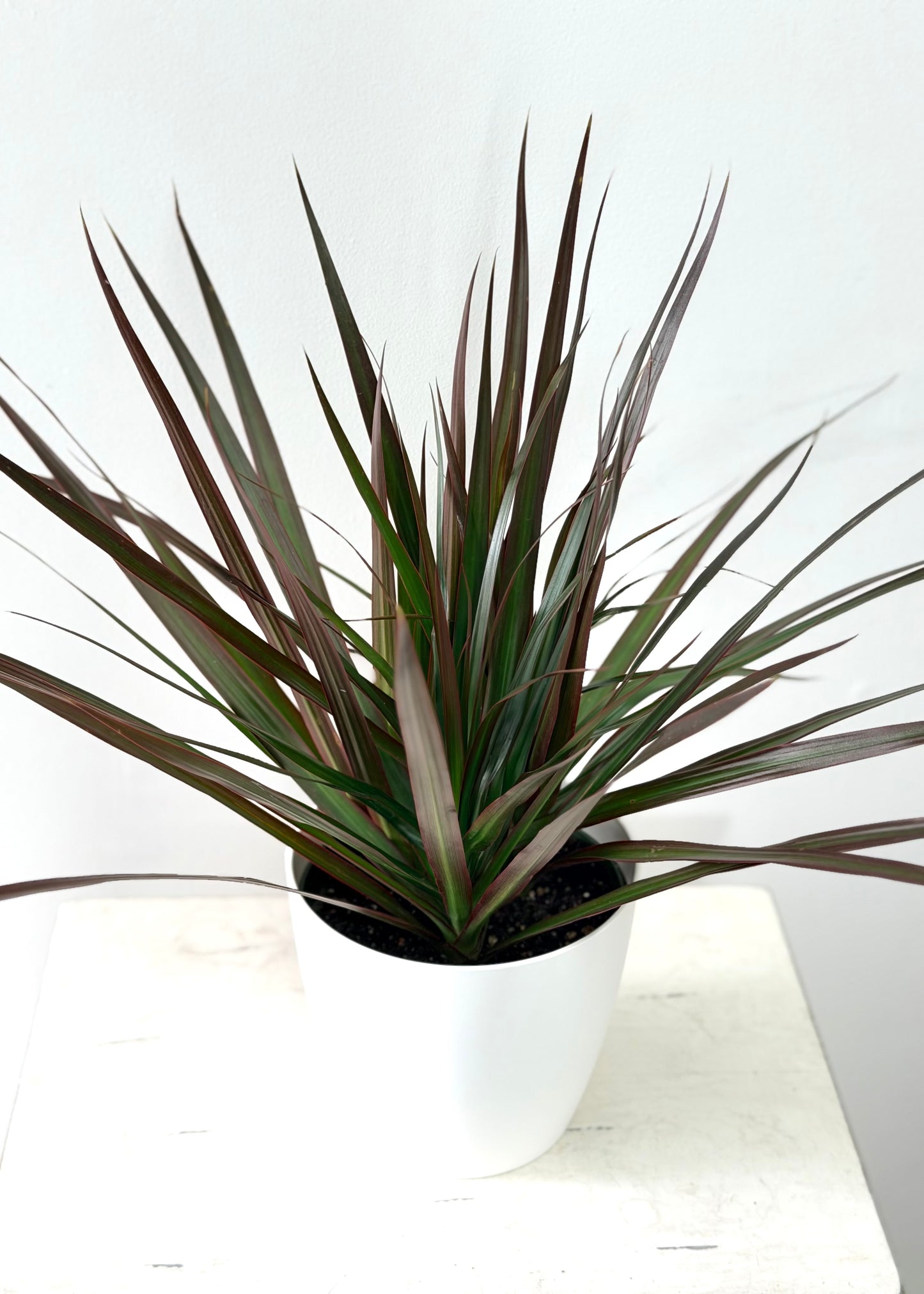 Dracaena