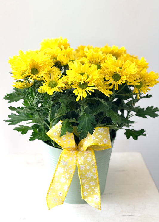 Chrysanthème