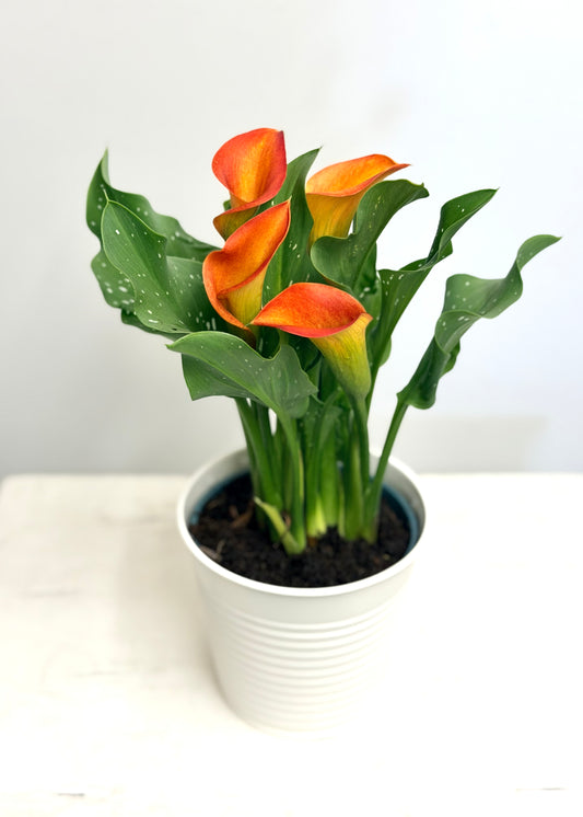 Mini-calla