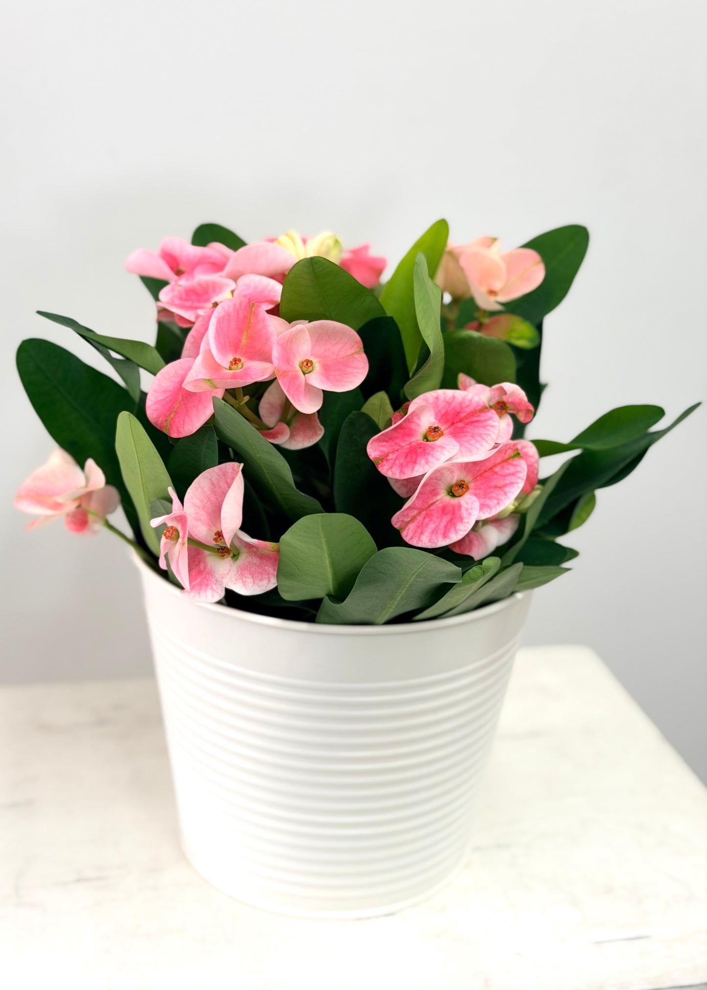 Euphorbia Milii
