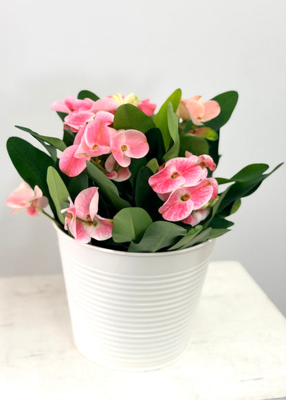 Euphorbia Milii