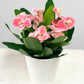 Euphorbia Milii