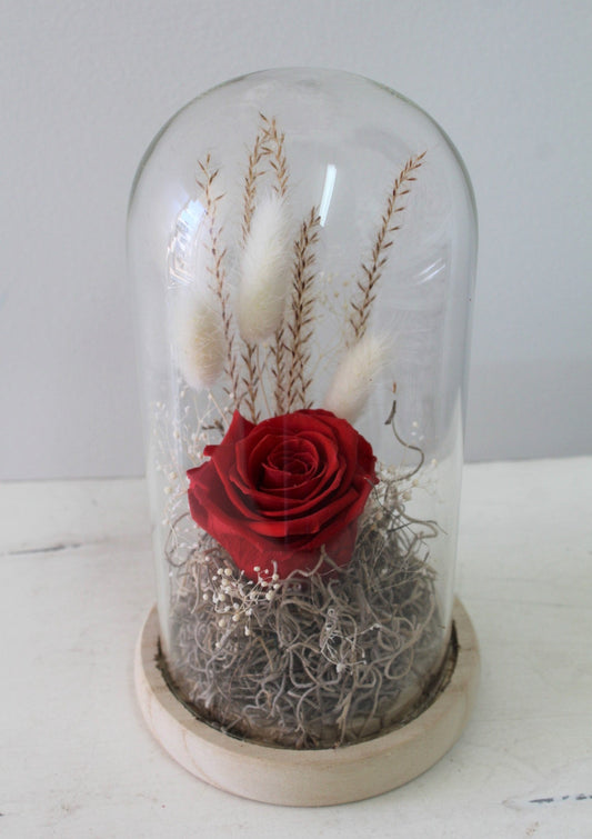 Rose éternelle dôme