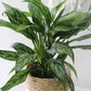Aglaonema