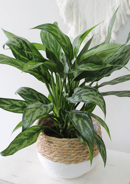 Aglaonema