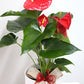 Anthurium
