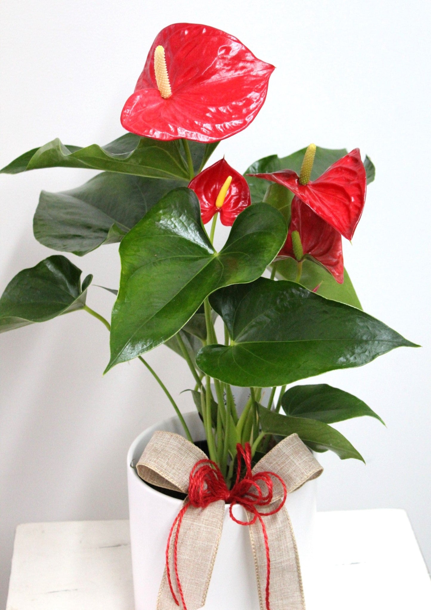 Anthurium