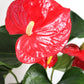 Anthurium