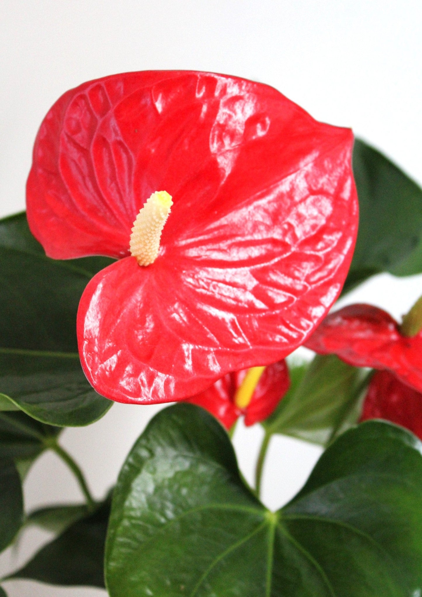 Anthurium
