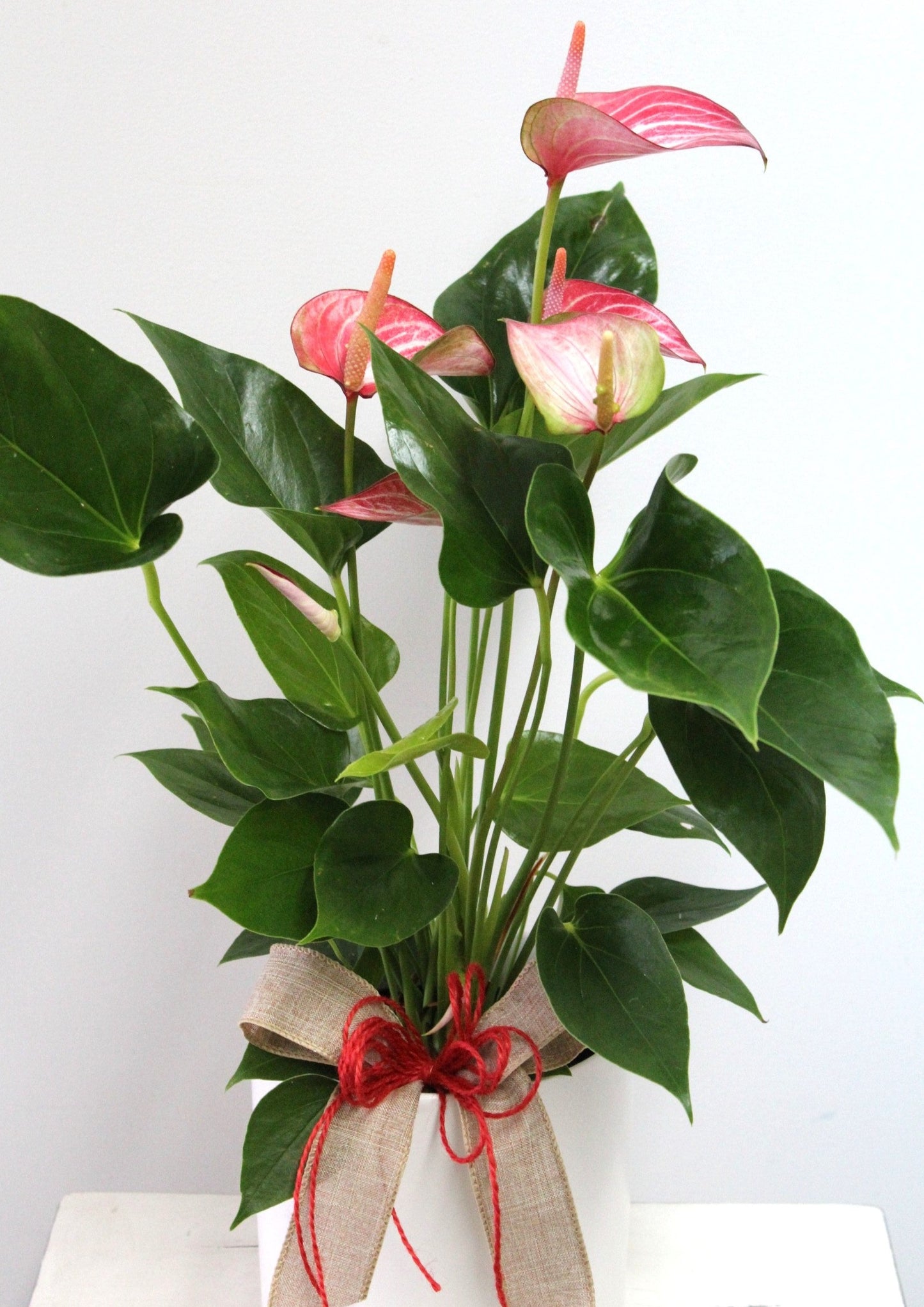 Anthurium