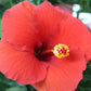 Hibiscus 10 pouce