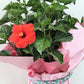 Hibiscus 10 pouce