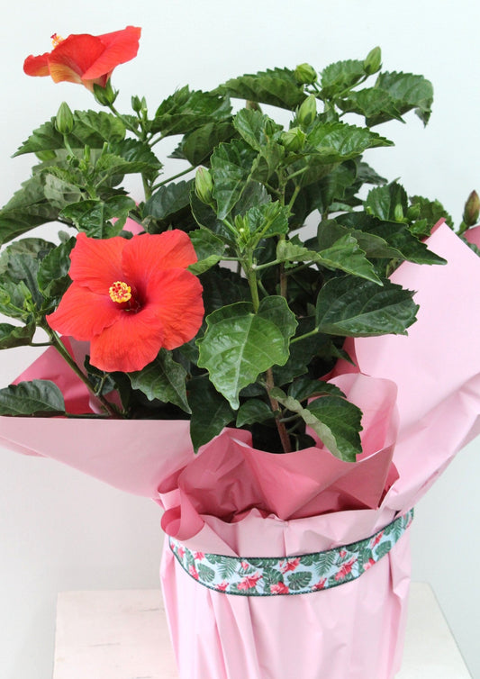 Hibiscus 10 pouce