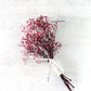 Boutonnière de soupir de bébé séchées