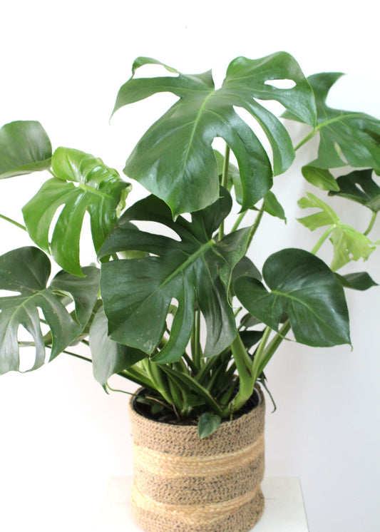 Monstera