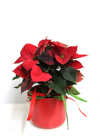 Poinsettia rouge