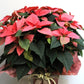 Poinsettia rouge