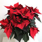Poinsettia rouge