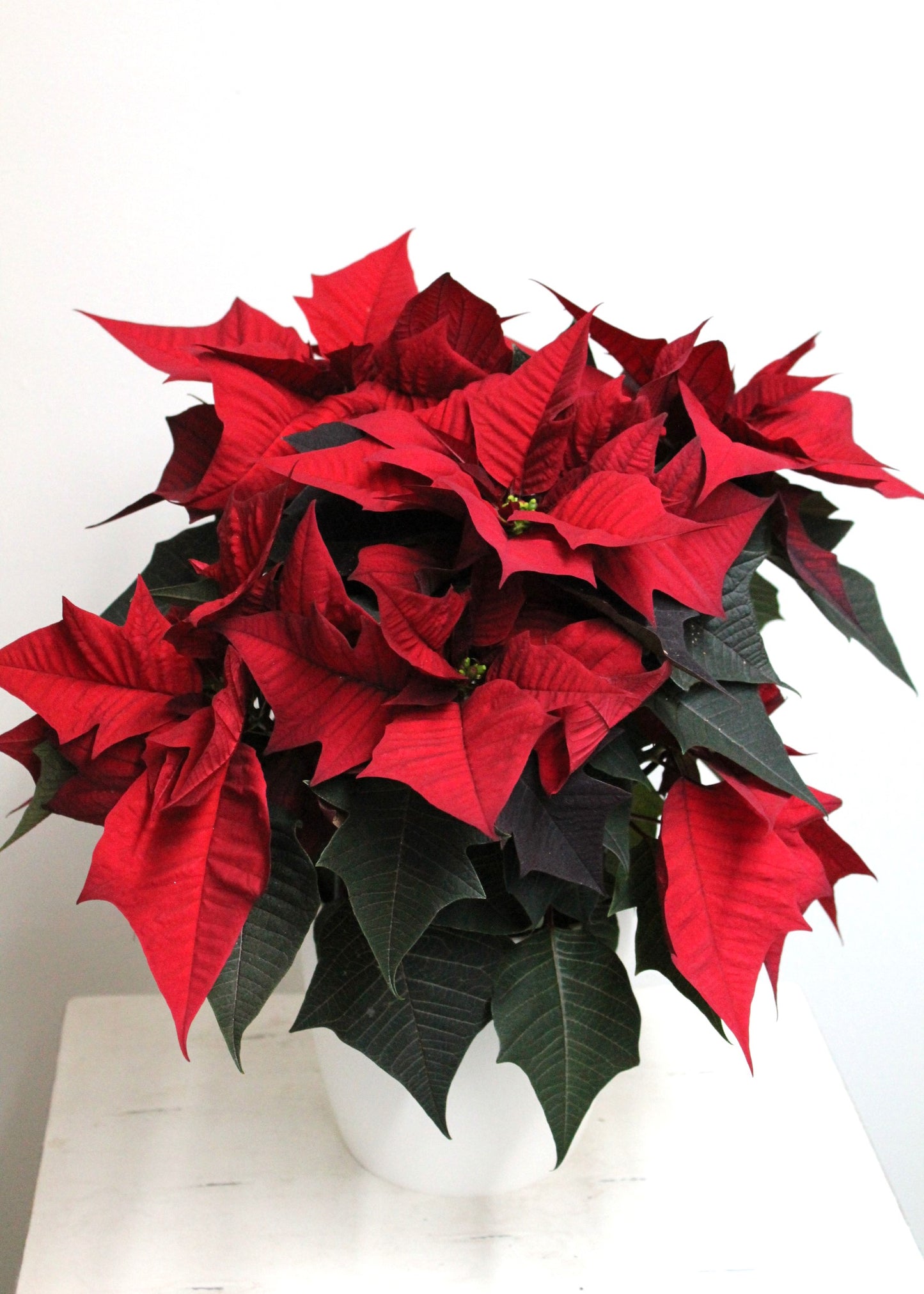 Poinsettia rouge