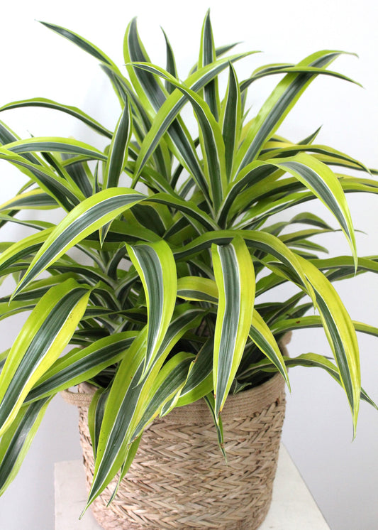 Dracaena Warneckii