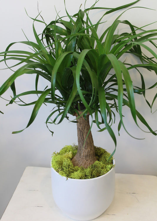 Beaucarnea