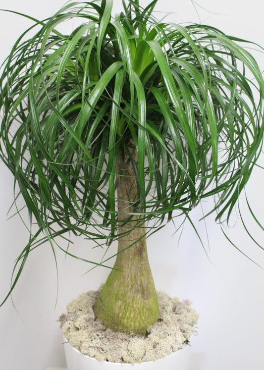 Grand pied d’éléphant