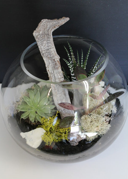 Terrarium moderne