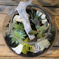 Terrarium moderne