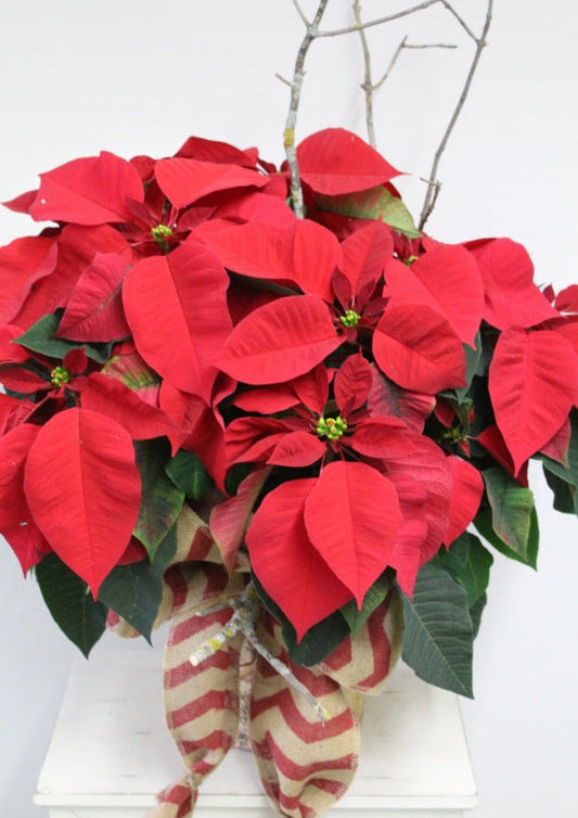 Grand poinsettia