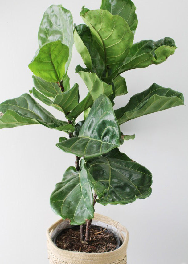Ficus Lyrata